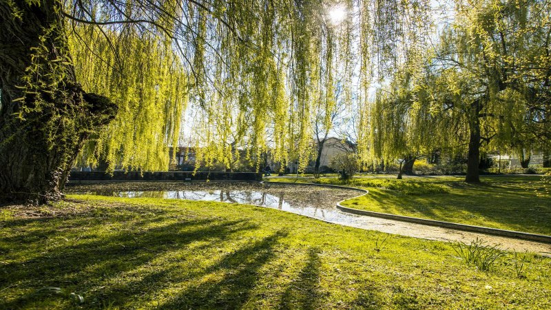 Sonniger Park mit Teich und hängenden Weidenbäumen im Alten Stadtgarten Kornwestheim. Die Sonne scheint durch das dichte Blätterwerk., © SMG, Sarah Schmid