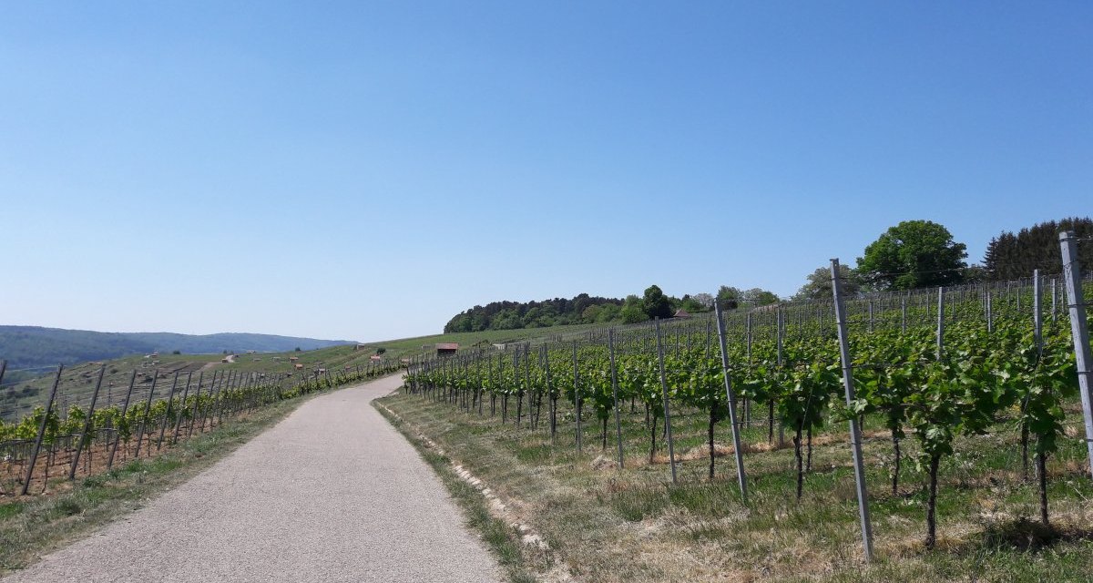 Ein Weg führt durch einen Weinberg unter klarem, blauem Himmel. Die Reben sind grün und gepflegt, umgeben von sanften Hügeln., © Land der 1000 Hügel - Kraichgau-Stromberg Ein Weg führt durch einen Weinberg unter klarem, blauem Himmel. Die Reben sind grün und gepflegt, umgeben von sanften Hügeln., © Land der 1000 Hügel - Kraichgau-Stromberg