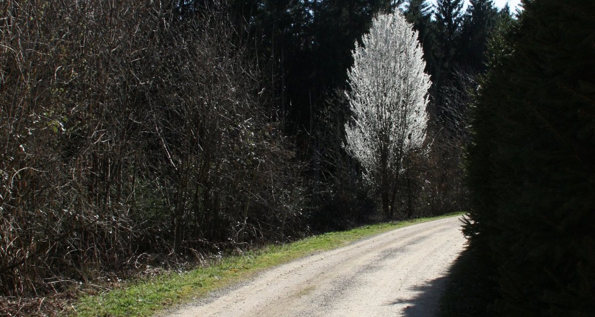 Waldweg in Richtung Straßdorf Waldweg in Richtung Straßdorf
