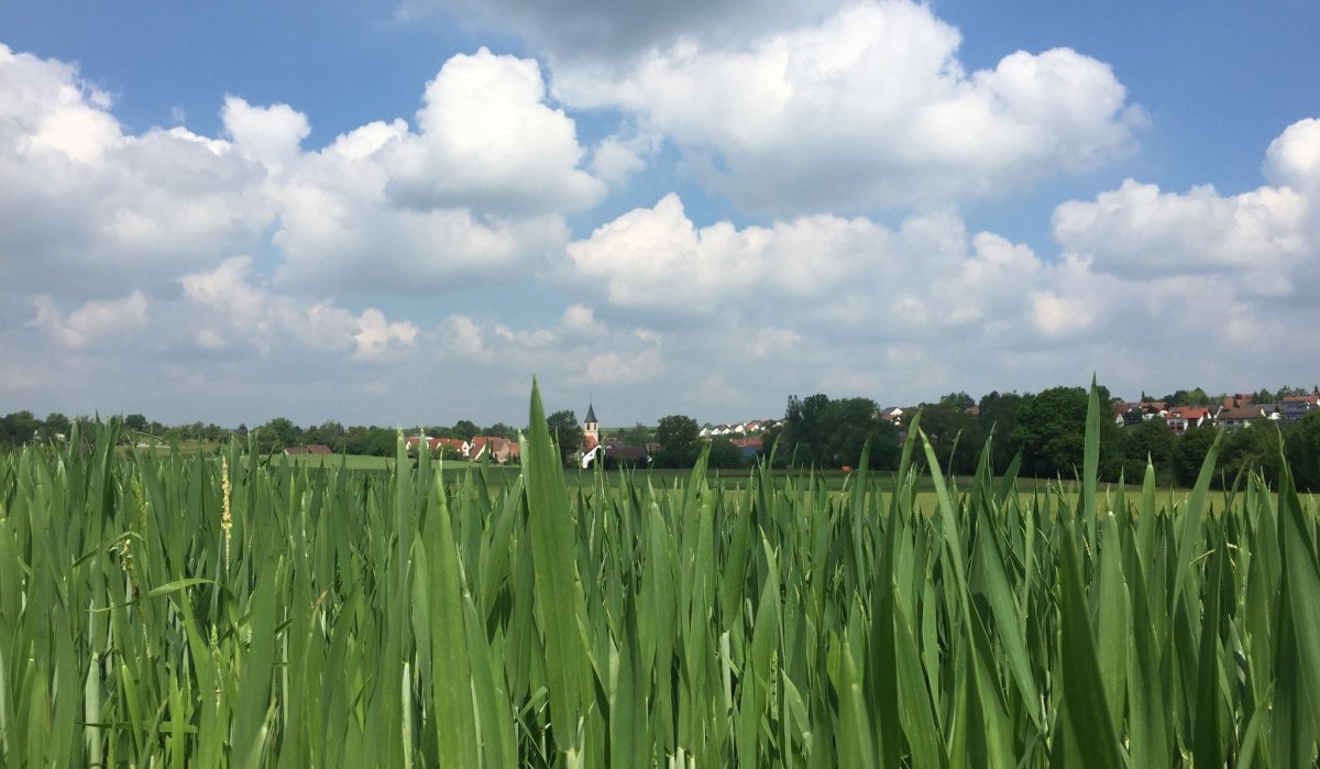 Grünes Feld mit hohem Gras, im Hintergrund das Dorf Poltringen mit Kirche und Häusern, blauer Himmel mit Wolken., © www.pro-cycl.de Grünes Feld mit hohem Gras, im Hintergrund das Dorf Poltringen mit Kirche und Häusern, blauer Himmel mit Wolken., © www.pro-cycl.de