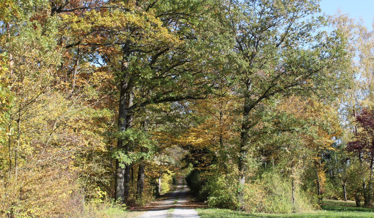 Ein schmaler Weg führt durch einen herbstlichen Wald, umgeben von Bäumen mit buntem Laub. Die Sonne scheint durch die Blätter., © Natur.Nah. Schönbuch & Heckengäu Ein schmaler Weg führt durch einen herbstlichen Wald, umgeben von Bäumen mit buntem Laub. Die Sonne scheint durch die Blätter., © Natur.Nah. Schönbuch & Heckengäu