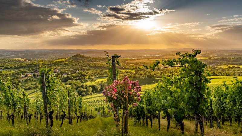 Weinberge im Vordergrund, Sonnenstrahlen brechen durch Wolken über dem Remstal. Der Himmel ist teils bewölkt, die Landschaft grün und weitläufig., © Peter Schuster