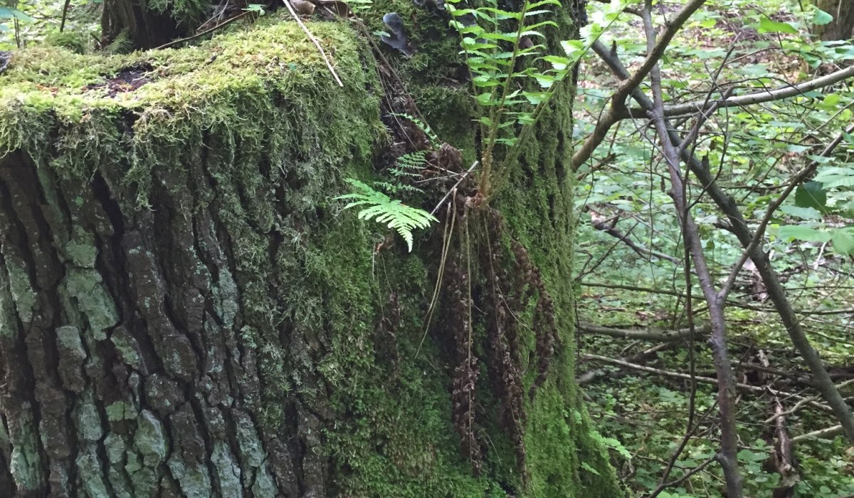 Ein moosbewachsener Baumstumpf im Wald, bedeckt mit Farnen und umgeben von dichtem Grün. Natur und Vegetation dominieren die Szene., © www.pro-cycl.de Ein moosbewachsener Baumstumpf im Wald, bedeckt mit Farnen und umgeben von dichtem Grün. Natur und Vegetation dominieren die Szene., © www.pro-cycl.de