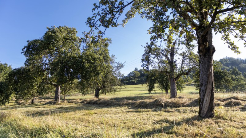 Eine idyllische Streuobstwiese mit mehreren Obstb&auml;umen unter klarem, blauem Himmel. Die Wiese ist gem&auml;ht und die B&auml;ume tragen Fr&uuml;chte.
