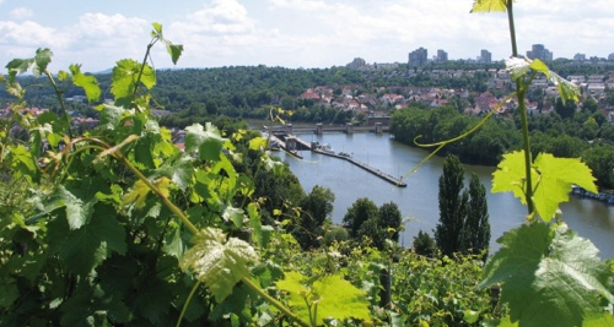 Weinreben im Vordergrund, dahinter ein Fluss mit Brücke und eine Stadtlandschaft unter blauem Himmel., © Stuttgart-Marketing GmbH