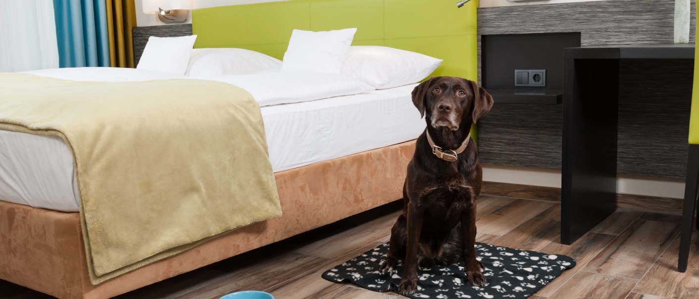 Ein brauner Hund sitzt auf einer Decke neben einem Bett in einem modernen Hotelzimmer. Ein blauer Napf steht auf dem Holzboden., © MASEVEN Stuttgart SI-Centrum Ein brauner Hund sitzt auf einer Decke neben einem Bett in einem modernen Hotelzimmer. Ein blauer Napf steht auf dem Holzboden., © MASEVEN Stuttgart SI-Centrum