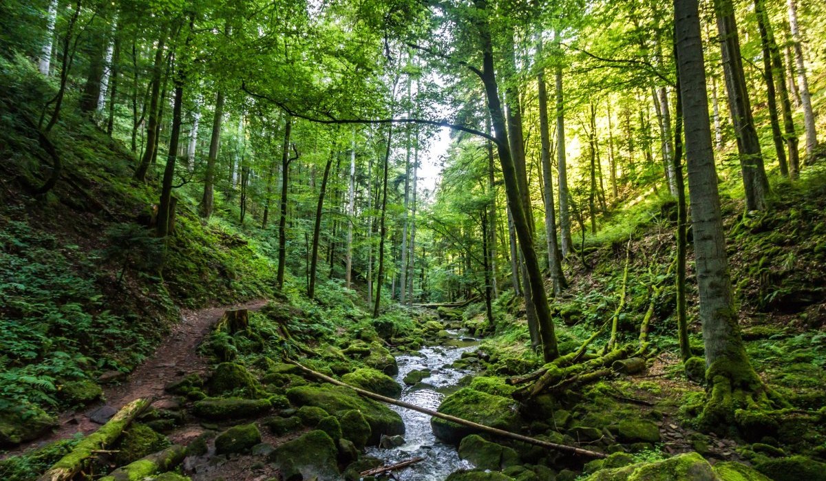 Ein schmaler Wanderpfad führt direkt am Monbach entlang, © Nördlicher Schwarzwald Ein schmaler Wanderpfad führt direkt am Monbach entlang, © Nördlicher Schwarzwald