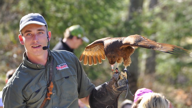 Falkner bei der Flugshow, © Wildparadies Tripsdrill