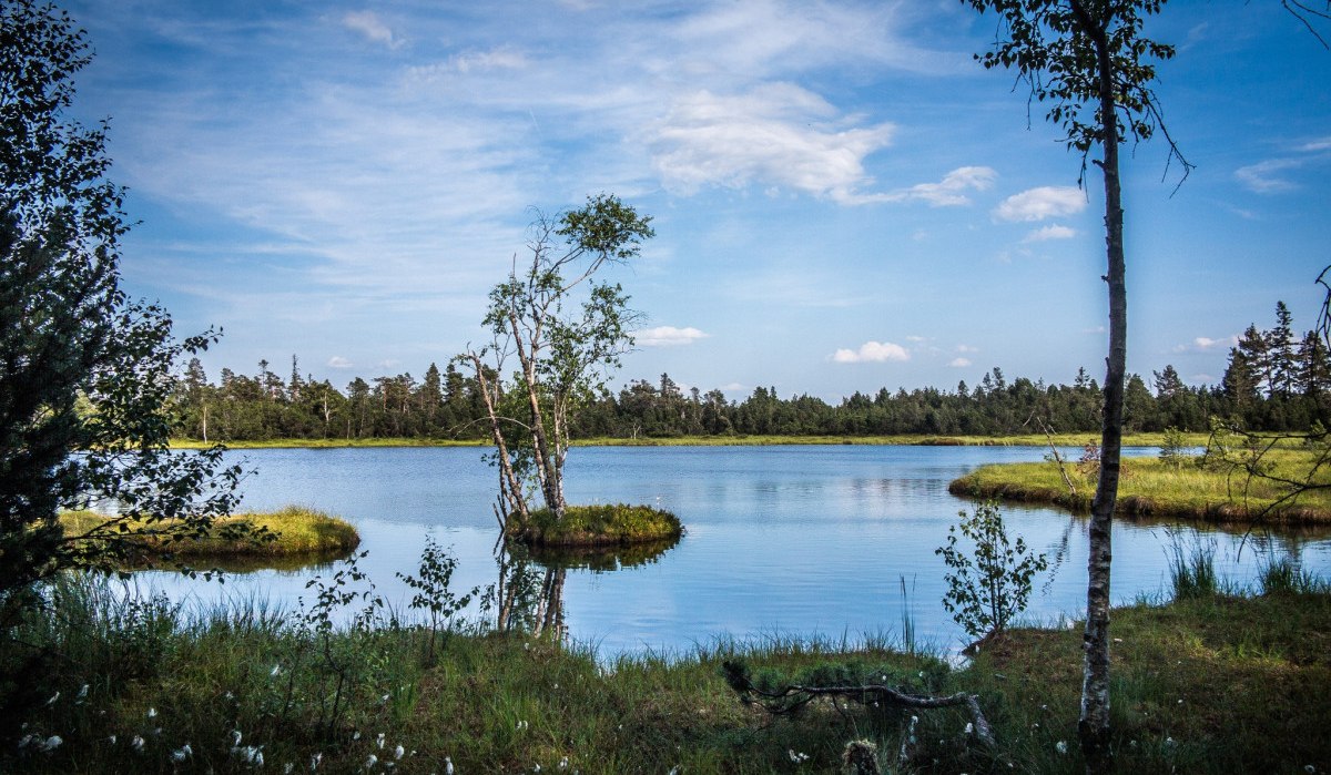 Ein ruhiger See im Wildseemoor am Kaltenbronn, umgeben von Bäumen und Gras, unter einem blauen Himmel., © Nördlicher Schwarzwald