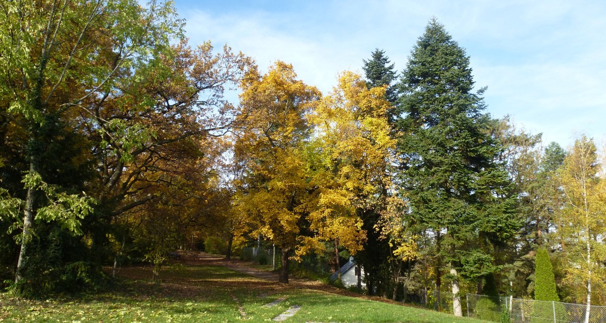 Herbstliche Bäume mit gelbem und grünem Laub in einem Park. Ein Pfad führt durch die Bäume, der Himmel ist blau. Herbstliche Bäume mit gelbem und grünem Laub in einem Park. Ein Pfad führt durch die Bäume, der Himmel ist blau.