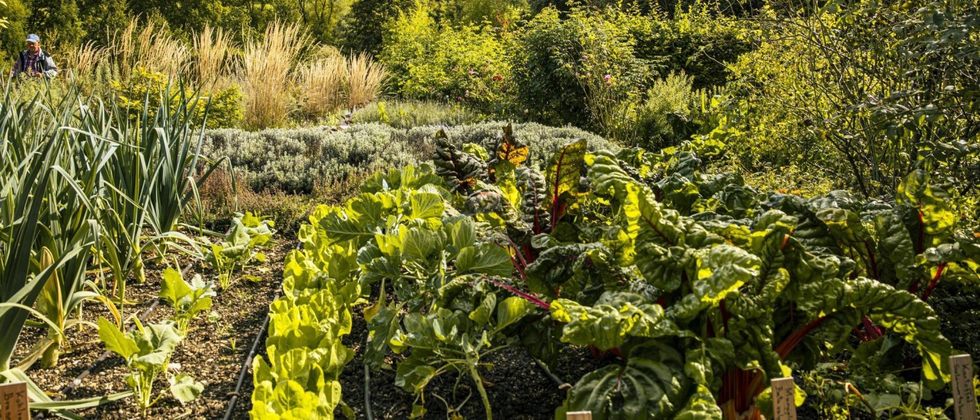 Ein üppiger Kräutergarten in Bad Ditzenbach mit verschiedenen Pflanzen und Gemüsearten, darunter Lauch und Mangold. Im Hintergrund ist eine Person zu sehen., © Stuttgart-Marketing GmbH, Sarah Schmid Ein üppiger Kräutergarten in Bad Ditzenbach mit verschiedenen Pflanzen und Gemüsearten, darunter Lauch und Mangold. Im Hintergrund ist eine Person zu sehen., © Stuttgart-Marketing GmbH, Sarah Schmid