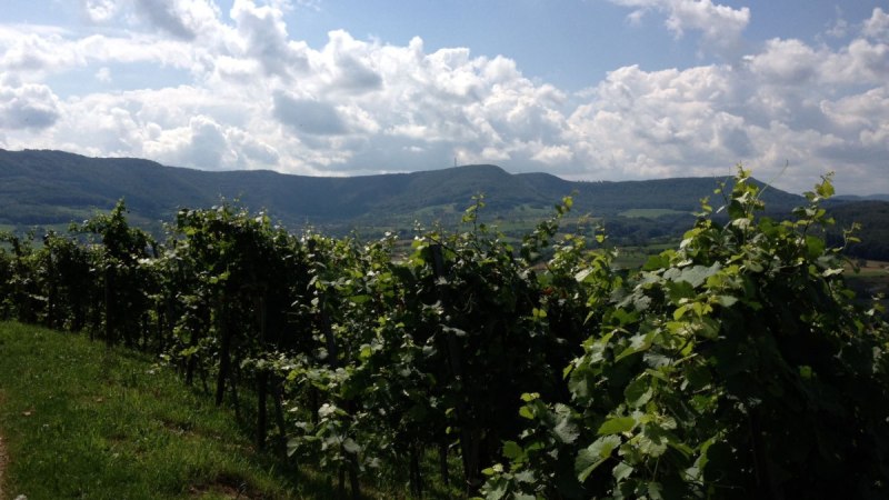 Ein Weinberg mit grünen Reben erstreckt sich vor einer hügeligen Landschaft. Der Himmel ist teils bewölkt, was dem Bild eine idyllische Atmosphäre verleiht., © Jasmin Kühnle