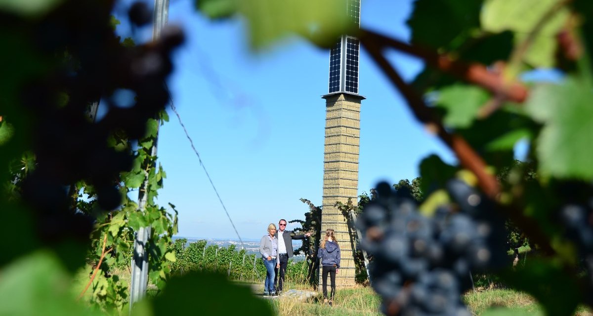 Drei Personen stehen in einem Weinberg vor einem Turm, umgeben von Weinreben und Trauben., © Remstal Tourismus e.V. Drei Personen stehen in einem Weinberg vor einem Turm, umgeben von Weinreben und Trauben., © Remstal Tourismus e.V.