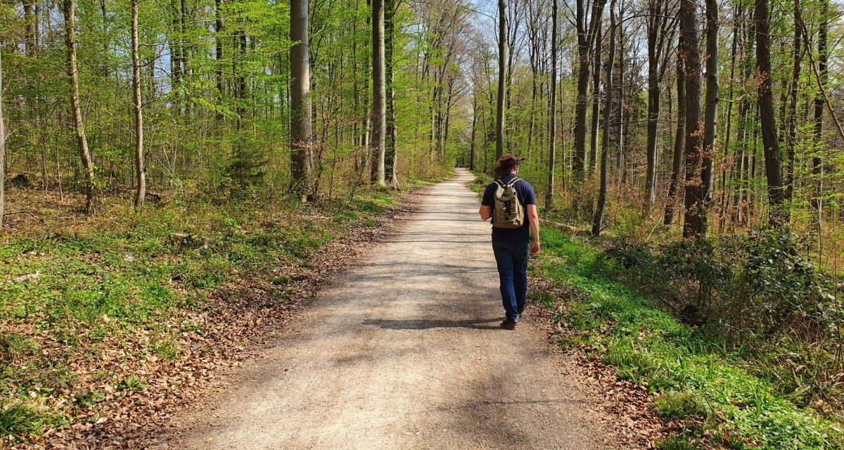 Eine Person wandert auf einem sonnigen Waldweg im Schurwald, umgeben von hohen Bäumen und frischem Frühlingsgrün., © Kulturamt PLochingen Eine Person wandert auf einem sonnigen Waldweg im Schurwald, umgeben von hohen Bäumen und frischem Frühlingsgrün., © Kulturamt PLochingen
