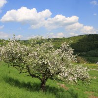 Ein bl&uuml;hender Apfelbaum steht auf einer gr&uuml;nen Wiese. Im Hintergrund sind bewaldete H&uuml;gel und ein blauer Himmel mit wei&szlig;en Wolken zu sehen.