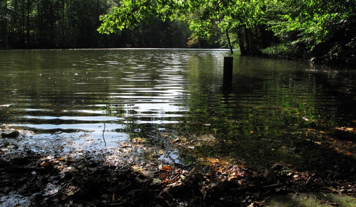 Ein ruhiger See umgeben von dichtem Wald. Sonnenlicht reflektiert auf der Wasseroberfl&auml;che, w&auml;hrend Bl&auml;tter das Ufer bedecken., &copy; RadL Leonberg