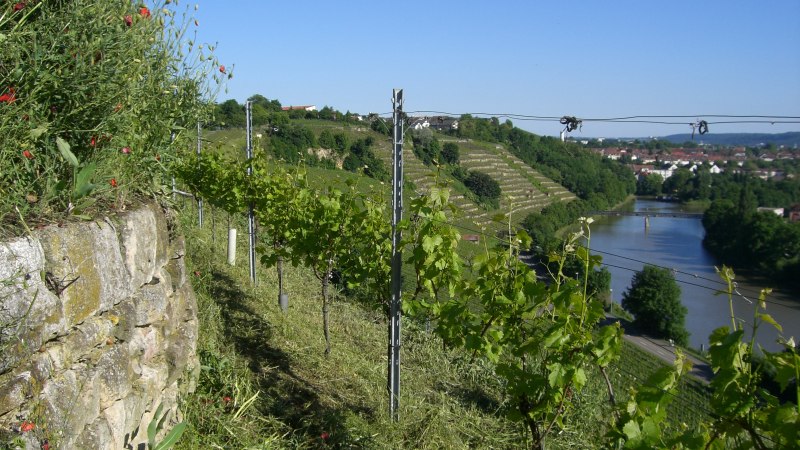 Weingut Warth, © Weingut Warth Weingut Warth, © Weingut Warth