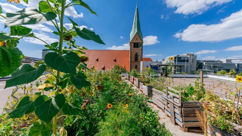 Ein urbaner Garten mit Sonnenblumen und anderen Pflanzen, im Hintergrund die Leonhardskirche und moderne Gebäude unter blauem Himmel., © Thomas Niedermüller Ein urbaner Garten mit Sonnenblumen und anderen Pflanzen, im Hintergrund die Leonhardskirche und moderne Gebäude unter blauem Himmel., © Thomas Niedermüller