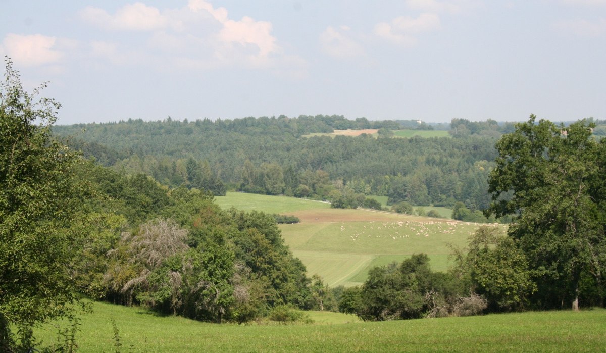 Grüne Felder und Wälder erstrecken sich bis zum Horizont, eine Schafherde ist in der Ferne zu sehen., © Natur.Nah. Schönbuch & Heckengäu