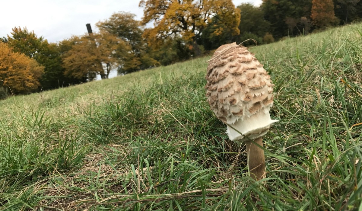 Ein Pilz wächst auf einer grünen Wiese, umgeben von herbstlichen Bäumen. Der Himmel ist bewölkt., © Landkreis Göppingen Ein Pilz wächst auf einer grünen Wiese, umgeben von herbstlichen Bäumen. Der Himmel ist bewölkt., © Landkreis Göppingen