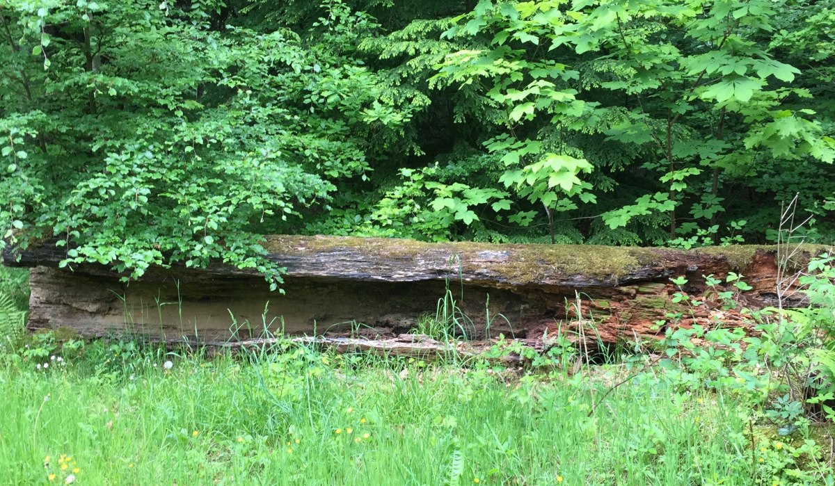 Ein umgestürzter Baumstamm liegt im dichten Wald, umgeben von grünen Blättern und kleinen gelben Blumen auf einer Wiese., © www.pro-cycl.de