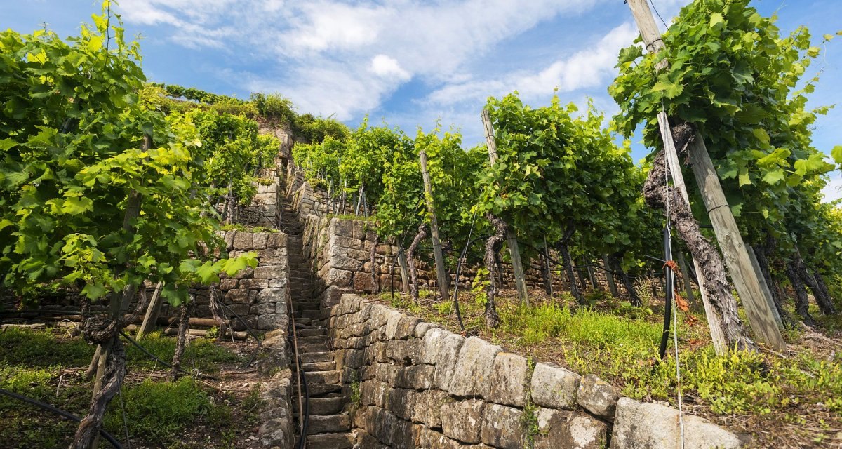 Über die Weinbergstäffele gelangt man auf kürzestem Weg nach oben. Ein schneller, aber auch anstrengender Weg., © EST Über die Weinbergstäffele gelangt man auf kürzestem Weg nach oben. Ein schneller, aber auch anstrengender Weg., © EST