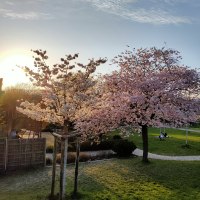 Blühende Kirschbäume im Park bei Sonnenuntergang. Menschen sitzen auf der Wiese, der Himmel ist klar und die Sonne geht unter., © SMG Blühende Kirschbäume im Park bei Sonnenuntergang. Menschen sitzen auf der Wiese, der Himmel ist klar und die Sonne geht unter., © SMG