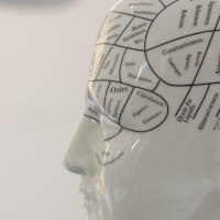 Gallsches-Köpfchen: Seitliche Nahaufnahme eines Phrenologie-Kopfmodells mit beschrifteten Hirnarealen vor hellem Hintergrund., © Ronald Schmidt Gallsches-Köpfchen: Seitliche Nahaufnahme eines Phrenologie-Kopfmodells mit beschrifteten Hirnarealen vor hellem Hintergrund., © Ronald Schmidt