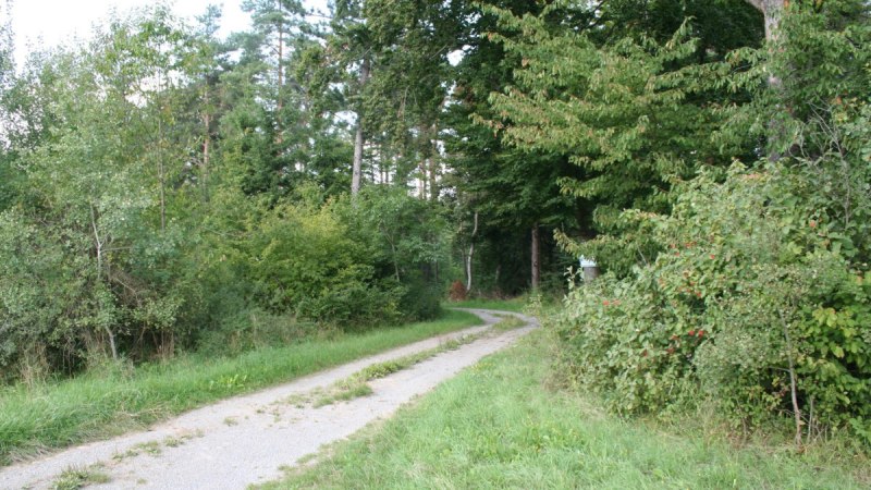 Ein schmaler Weg schlängelt sich durch einen dichten Wald mit üppigem Grün und hohen Bäumen., © Natur.Nah. Schönbuch & Heckengäu Ein schmaler Weg schlängelt sich durch einen dichten Wald mit üppigem Grün und hohen Bäumen., © Natur.Nah. Schönbuch & Heckengäu