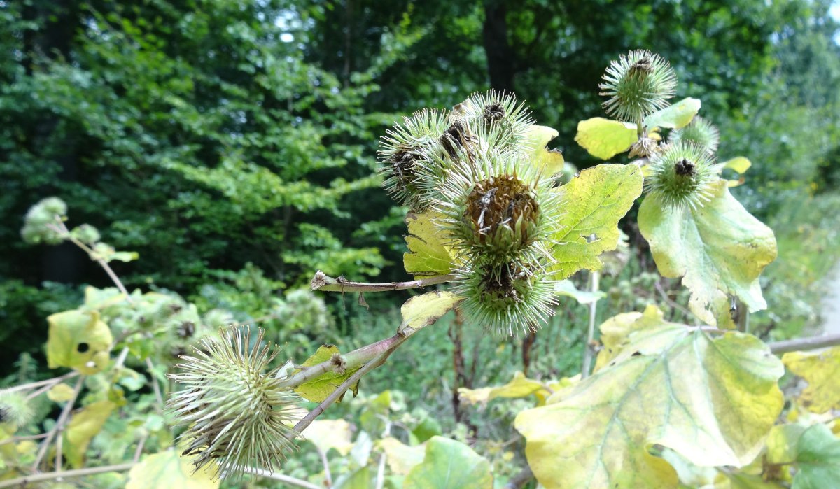 Nahaufnahme von Kletten mit grünen Blättern im Vordergrund, umgeben von dichtem Wald im Hintergrund., © Nürtingen - Stuttgart-Marketing GmbH