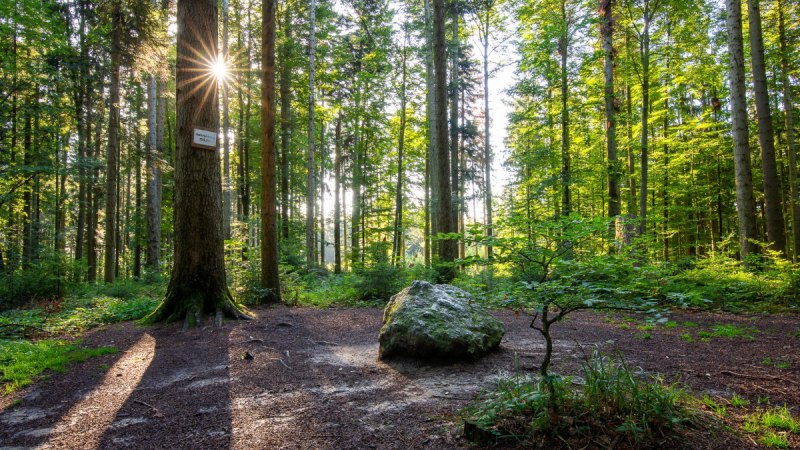 Sonnenstrahlen durchdringen die B&auml;ume auf einer Waldlichtung am Gehrenberg. Ein gro&szlig;er Felsen liegt im Vordergrund, umgeben von dichtem Gr&uuml;n., &copy; Tourismusgemeinschaft Gehrenberg-Bodensee e.V.