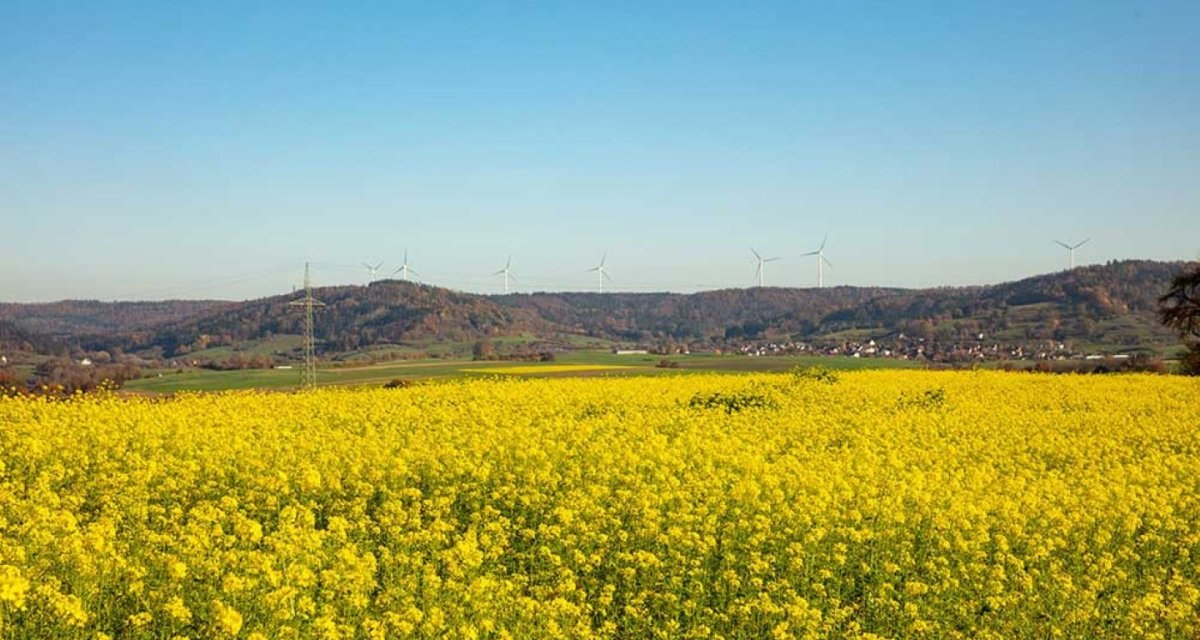 Ein weites, gelbes Rapsfeld erstreckt sich vor einem blauen Himmel. Im Hintergrund sind Windr&auml;der und H&uuml;gel zu sehen.