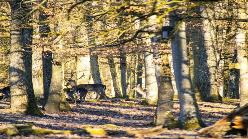 Dammhirsche stehen in einem lichten Wald, Sonnenstrahlen fallen durch die Bäume und beleuchten den Waldboden., © SMG, Sarah Schmid