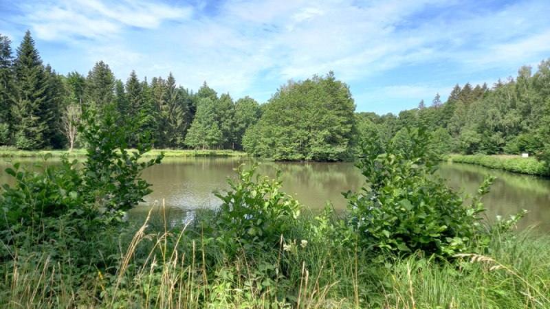 Ein ruhiger See mit üppiger Ufervegetation und Wald im Hintergrund unter einem blauen Himmel.