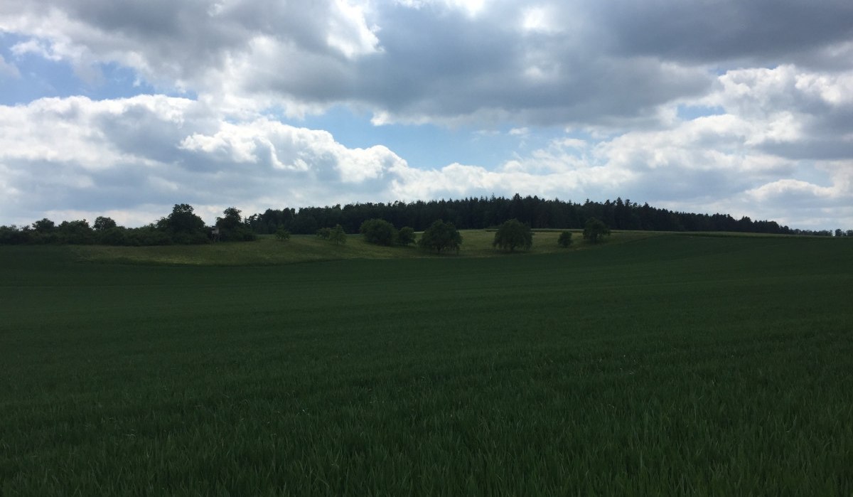 Weites Getreidefeld unter bewölktem Himmel, im Hintergrund ein Wald. Die Landschaft wirkt ruhig und weitläufig., © www.pro-cycl.de Weites Getreidefeld unter bewölktem Himmel, im Hintergrund ein Wald. Die Landschaft wirkt ruhig und weitläufig., © www.pro-cycl.de