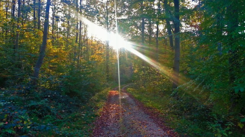 Sonnenstrahlen durchdringen die Bäume eines herbstlichen Waldes im Schurwald. Ein mit Laub bedeckter Weg führt durch die Szenerie., © Kulturamt Plochingen