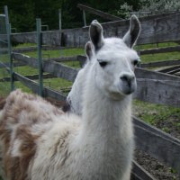 Alpaka Viktor der Alpakazucht Althütte, © Alpakazucht Althütte Alpaka Viktor der Alpakazucht Althütte, © Alpakazucht Althütte