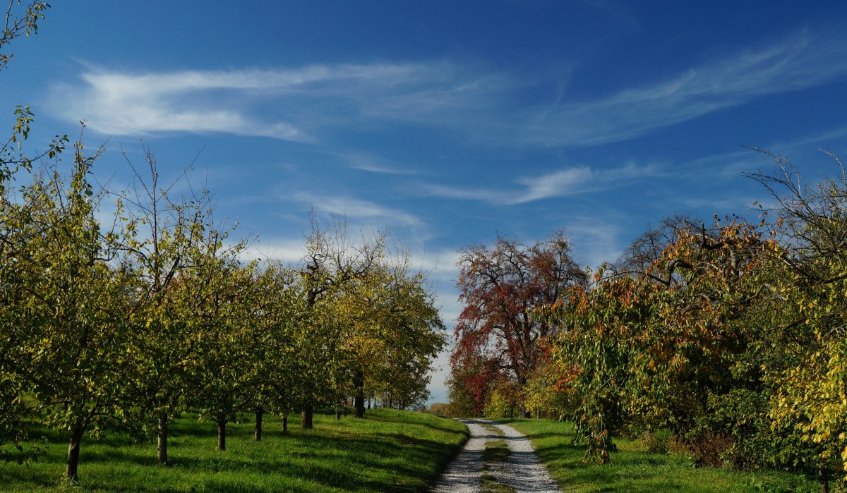 Ein ländlicher Weg führt durch eine Obstplantage mit Bäumen in Herbstfarben unter einem klaren blauen Himmel., © Natur.Nah. Schönbuch & Heckengäu Ein ländlicher Weg führt durch eine Obstplantage mit Bäumen in Herbstfarben unter einem klaren blauen Himmel., © Natur.Nah. Schönbuch & Heckengäu