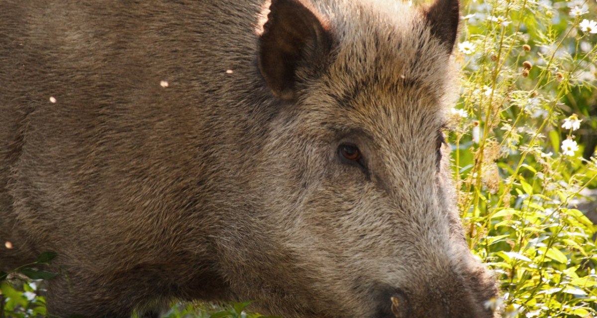Ein Wildschwein durchstreift eine sonnige, grüne Landschaft, umgeben von Pflanzen und Blumen. Ein Wildschwein durchstreift eine sonnige, grüne Landschaft, umgeben von Pflanzen und Blumen.