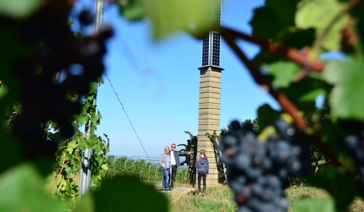Drei Personen stehen in einem Weinberg vor einem Turm, umgeben von Weinreben und Trauben., © Remstal Tourismus e.V. Drei Personen stehen in einem Weinberg vor einem Turm, umgeben von Weinreben und Trauben., © Remstal Tourismus e.V.