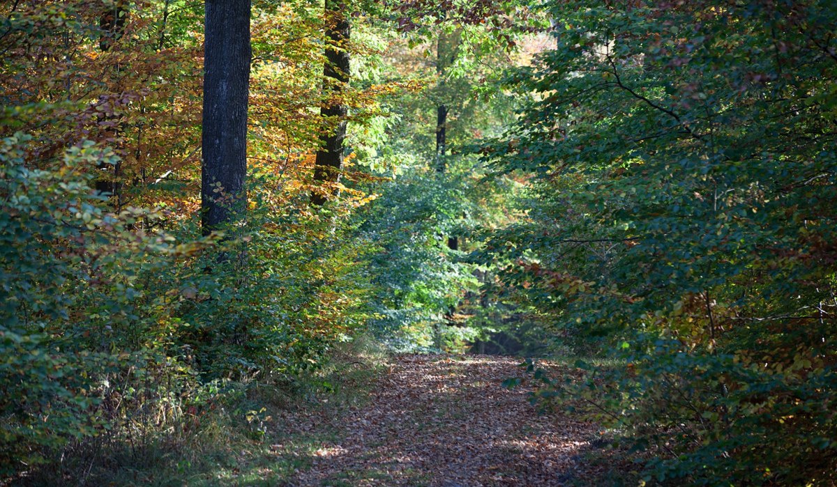 Ein schmaler Waldweg im Stadtwald Sindelfingen, gesäumt von Bäumen mit buntem Herbstlaub., © Stadtmarketing Sindelfingen Ein schmaler Waldweg im Stadtwald Sindelfingen, gesäumt von Bäumen mit buntem Herbstlaub., © Stadtmarketing Sindelfingen