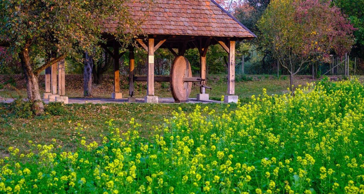 Eine historische Gipsmühle mit Holzdach steht inmitten eines grünen Feldes voller gelber Blumen, umgeben von Bäumen., © WTM GmbH Waiblingen Eine historische Gipsmühle mit Holzdach steht inmitten eines grünen Feldes voller gelber Blumen, umgeben von Bäumen., © WTM GmbH Waiblingen