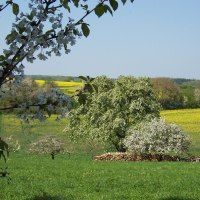 Blühende Obstbäume vor gelben Rapsfeldern und grünem Gras, unter blauem Himmel. Ein friedliches, ländliches Frühlingsbild., © Natur.Nah. Schönbuch & Heckengäu