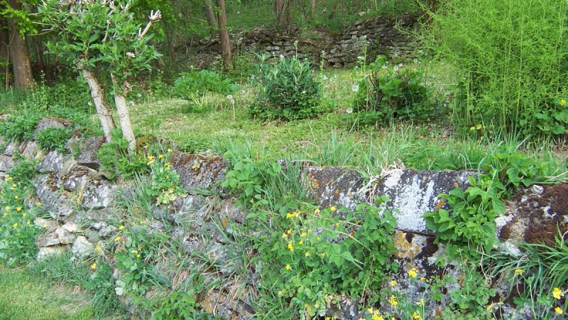 Steinmauer mit gelben Blumen und grünem Bewuchs in einem Waldgebiet. Im Hintergrund sind Bäume und Sträucher zu sehen., © Natur.Nah. Schönbuch & Heckengäu