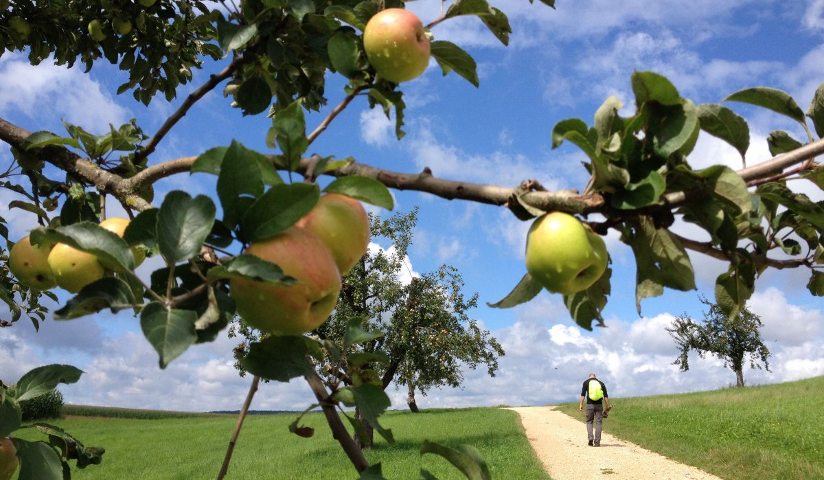 Ein Wanderer mit Rucksack geht auf einem Feldweg, umgeben von Apfelbäumen und grünen Wiesen, unter einem blauen Himmel mit Wolken., © Nürtingen - Stuttgart-Marketing GmbH Ein Wanderer mit Rucksack geht auf einem Feldweg, umgeben von Apfelbäumen und grünen Wiesen, unter einem blauen Himmel mit Wolken., © Nürtingen - Stuttgart-Marketing GmbH