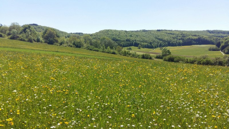 Eine blühende Wiese mit gelben und weißen Blumen erstreckt sich vor einem bewaldeten Hügel unter klarem Himmel., © Bad Urach Tourismus Eine blühende Wiese mit gelben und weißen Blumen erstreckt sich vor einem bewaldeten Hügel unter klarem Himmel., © Bad Urach Tourismus
