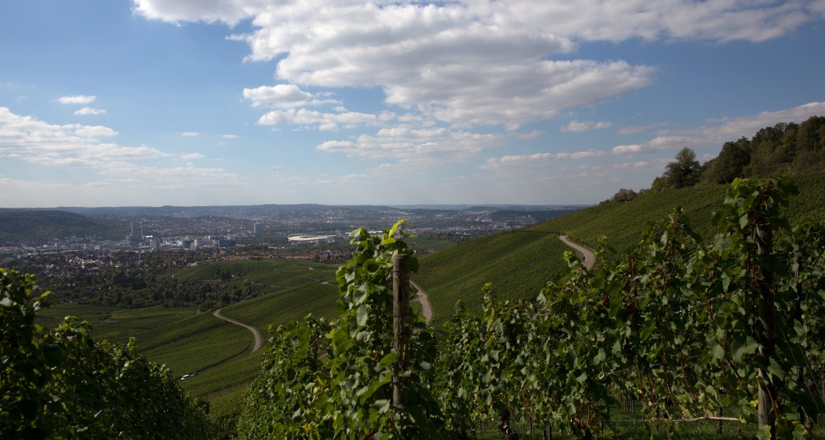Weinberge erstrecken sich den Hang hinunter, mit Blick auf eine Stadt im Tal. Der Himmel ist teils bewölkt., © Remstal Tourismus e.V.
