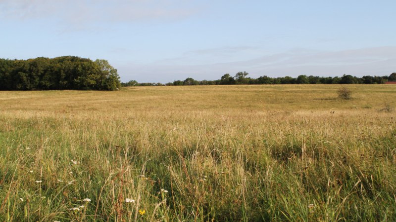 Eine weite Wiese mit hohem Gras und vereinzelten Blumen, im Hintergrund eine Baumreihe unter einem klaren blauen Himmel. Eine weite Wiese mit hohem Gras und vereinzelten Blumen, im Hintergrund eine Baumreihe unter einem klaren blauen Himmel.