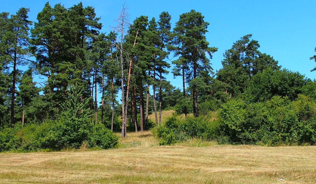 Eine Wiese mit trockenen Gräsern, umgeben von hohen, grünen Bäumen unter einem klaren, blauen Himmel., © Natur.Nah. Schönbuch & Heckengäu Eine Wiese mit trockenen Gräsern, umgeben von hohen, grünen Bäumen unter einem klaren, blauen Himmel., © Natur.Nah. Schönbuch & Heckengäu