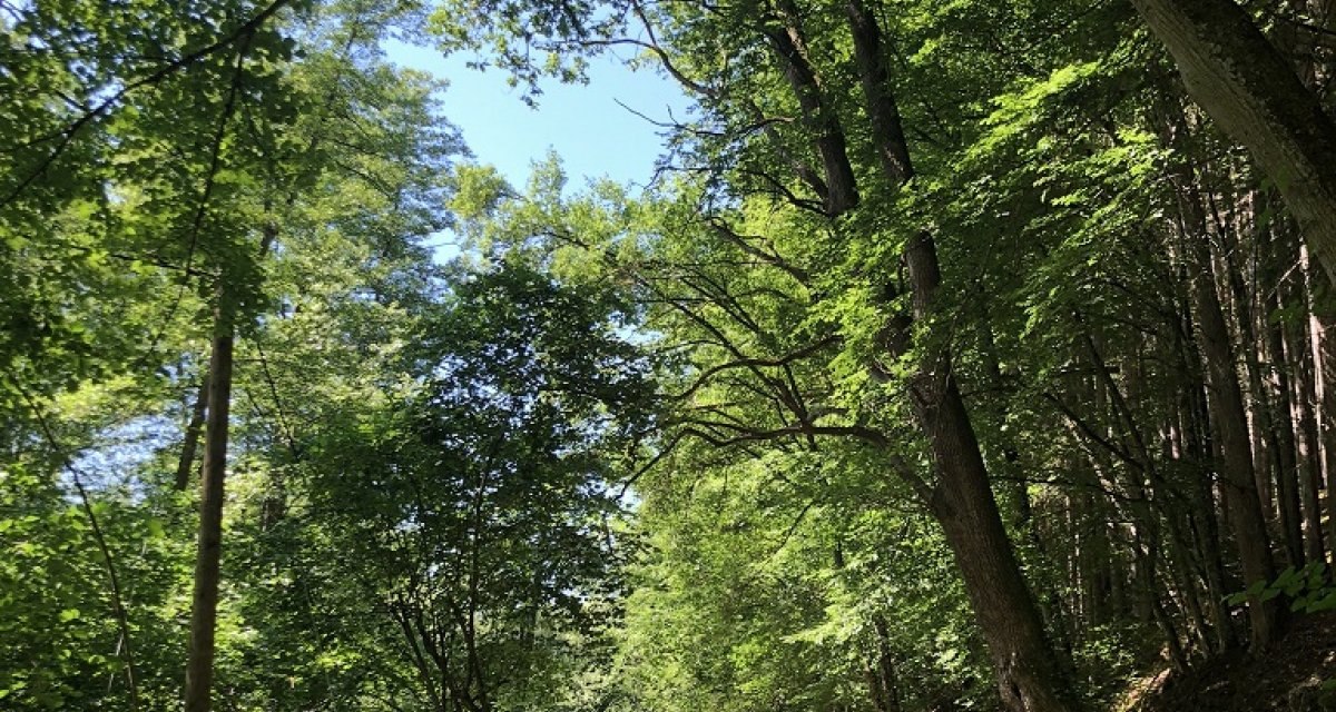 Ein schmaler Weg f&uuml;hrt durch einen dichten, gr&uuml;nen Wald. Die B&auml;ume spenden Schatten und das Sonnenlicht f&auml;llt durch das Bl&auml;tterdach., &copy; Touristik und Marketing GmbH